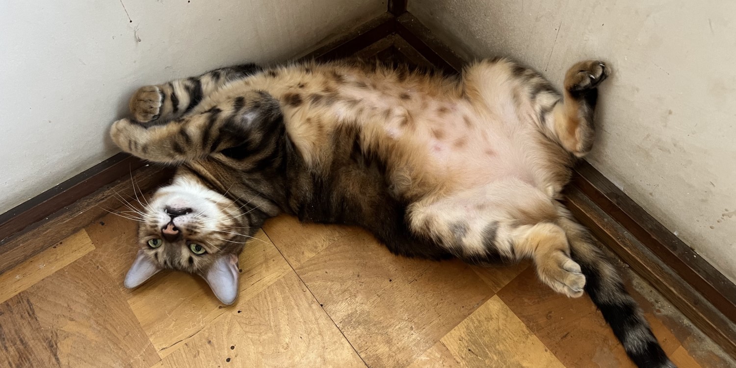 いなほのカオス3