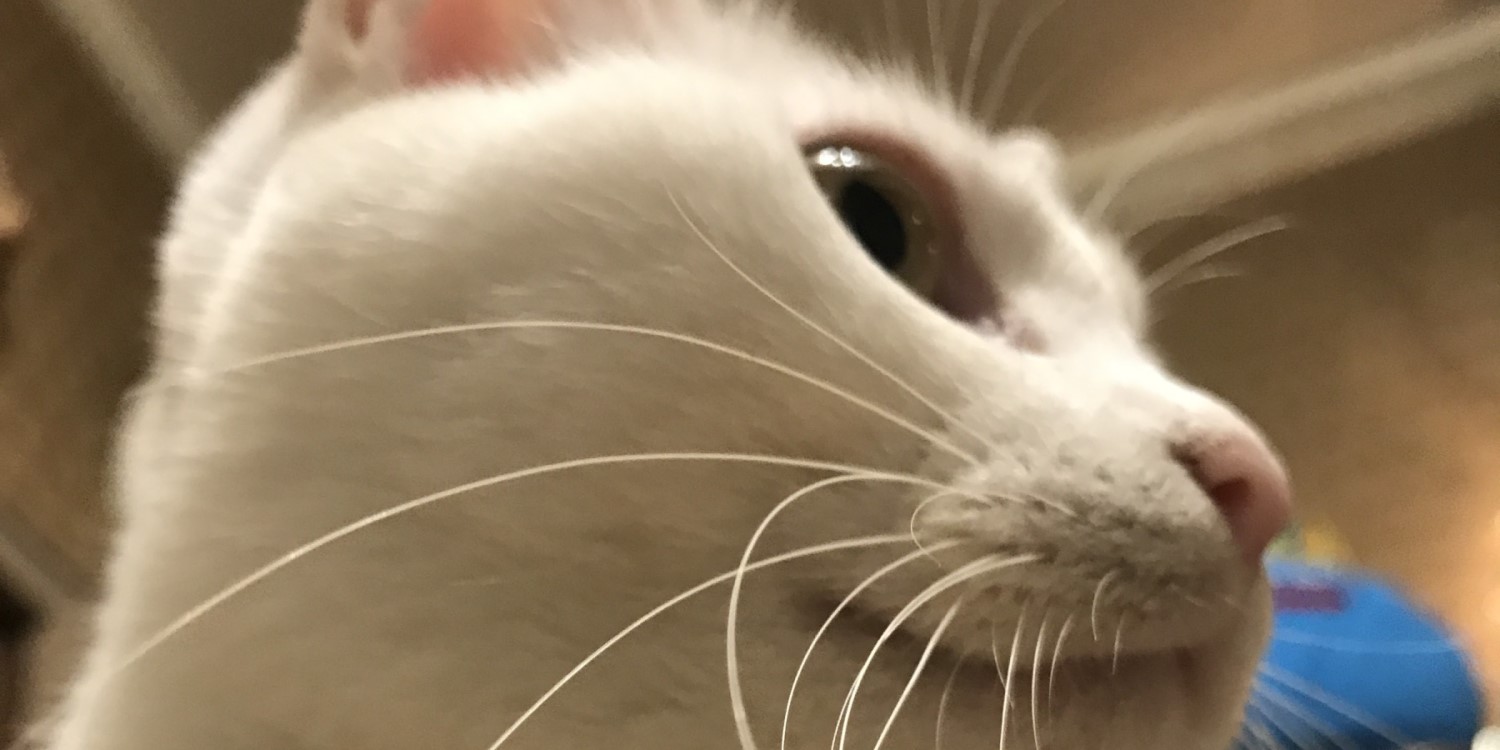 きーすけの日常3