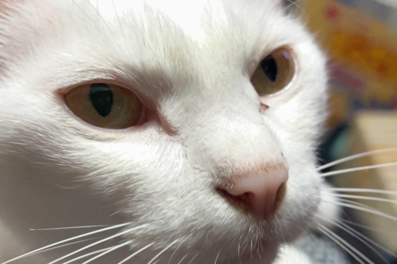 きーすけの日常4