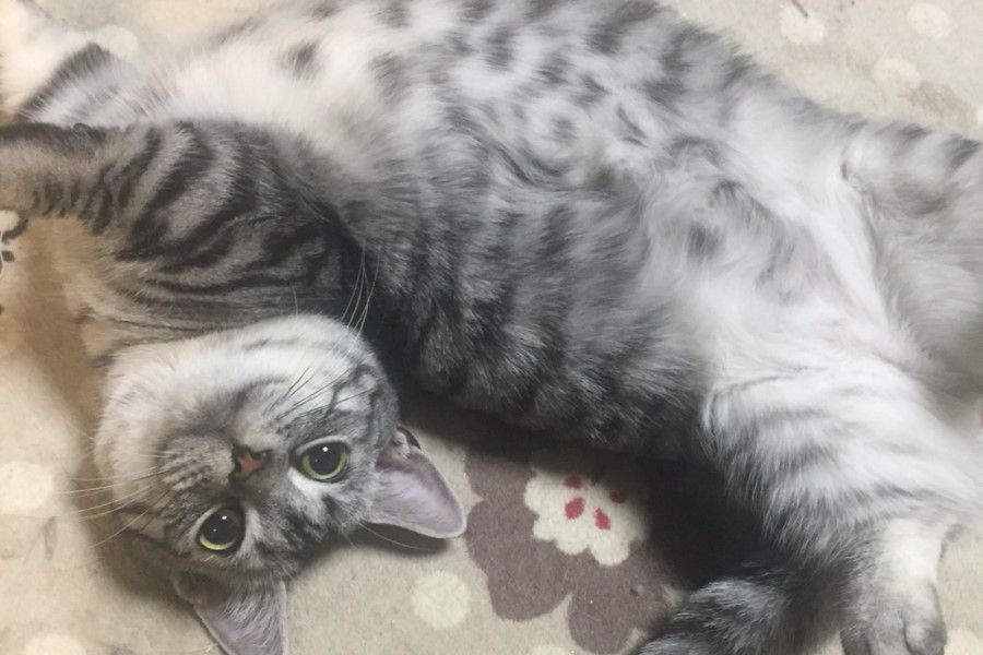 むぎ丸の元気な日常4