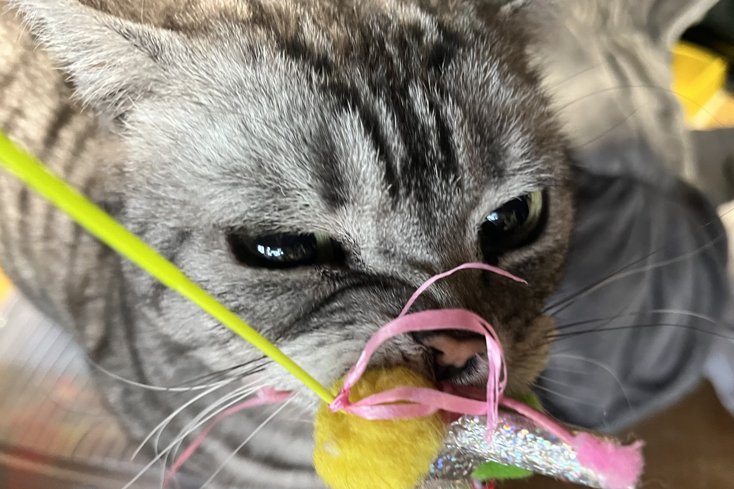 むぎ丸の元気な日常2