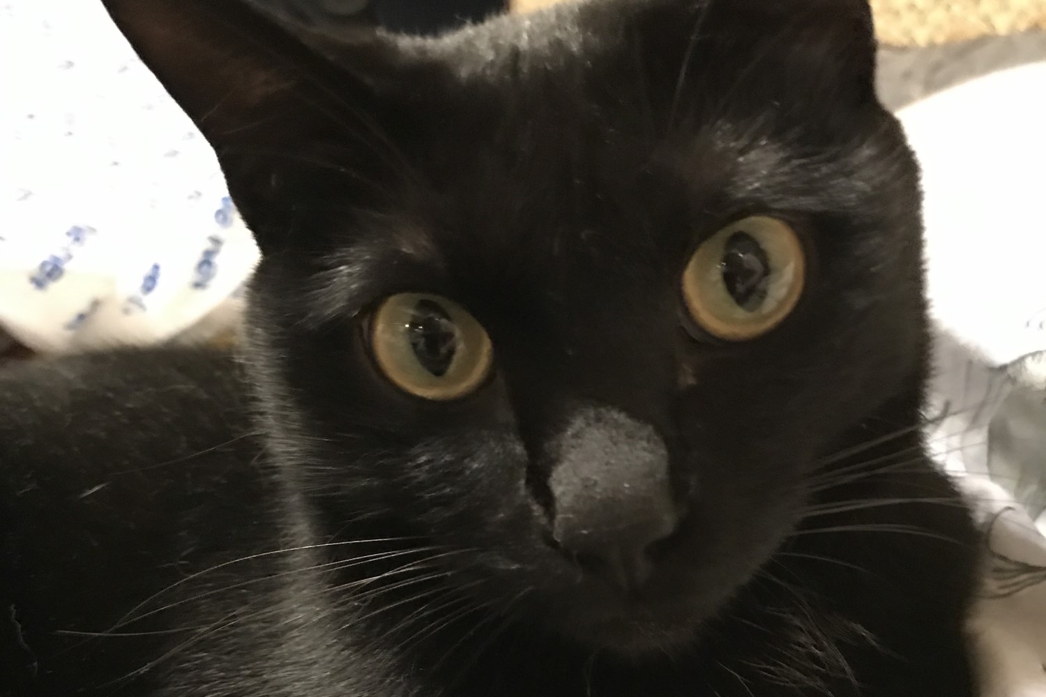 ノーチカの美しい瞬間3