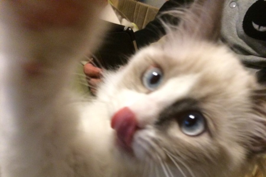 ポーチカの美しい瞬間4