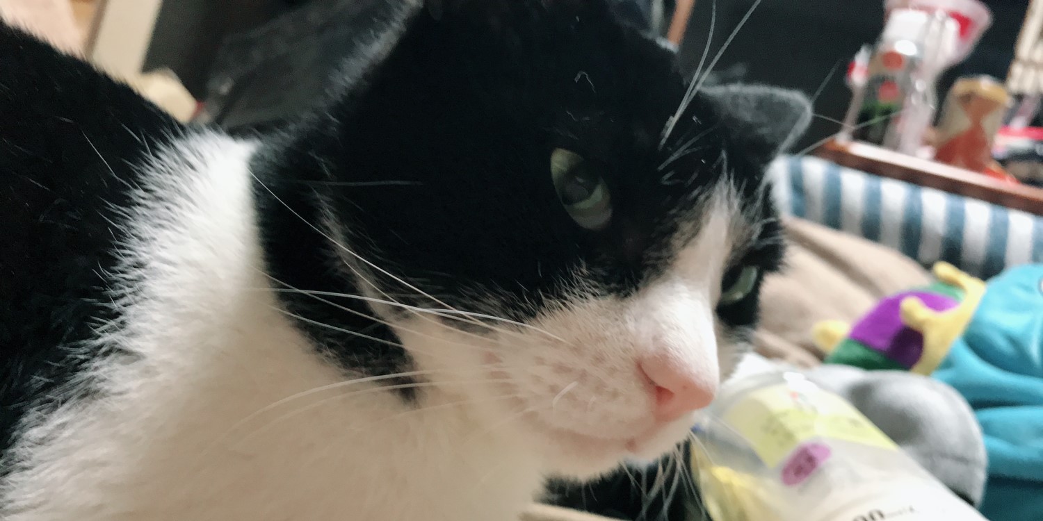 しーちゃんの威厳3