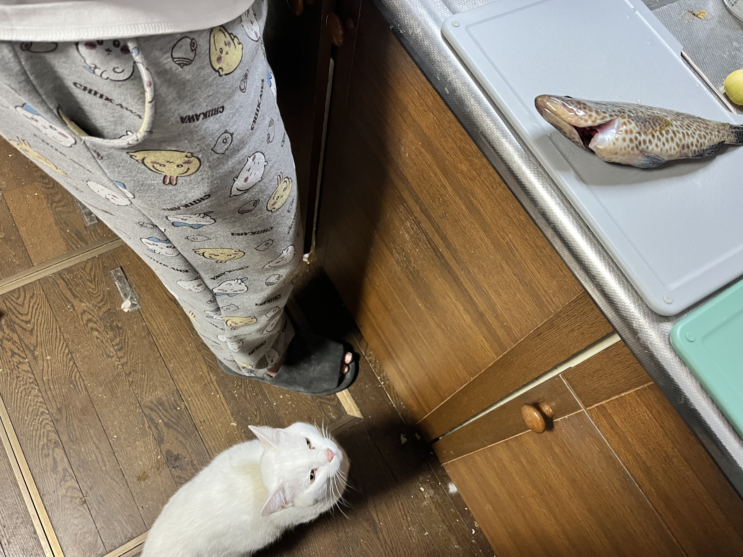 猫に邪魔される