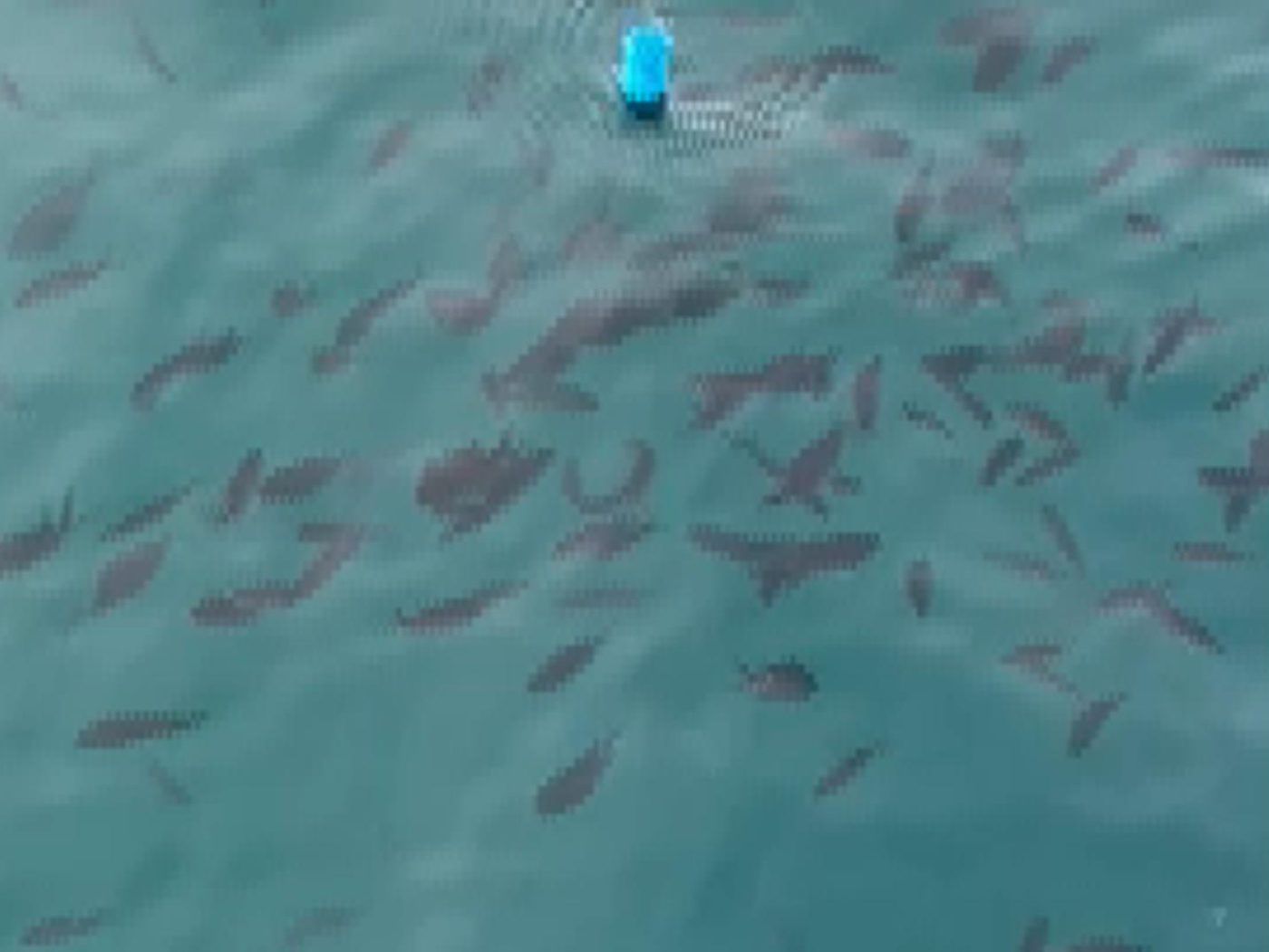 スズメダイの群れ