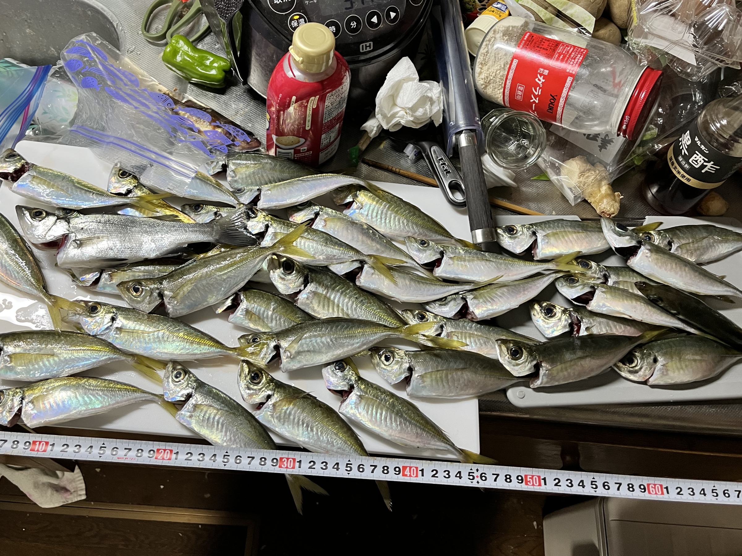 約40匹のアジ