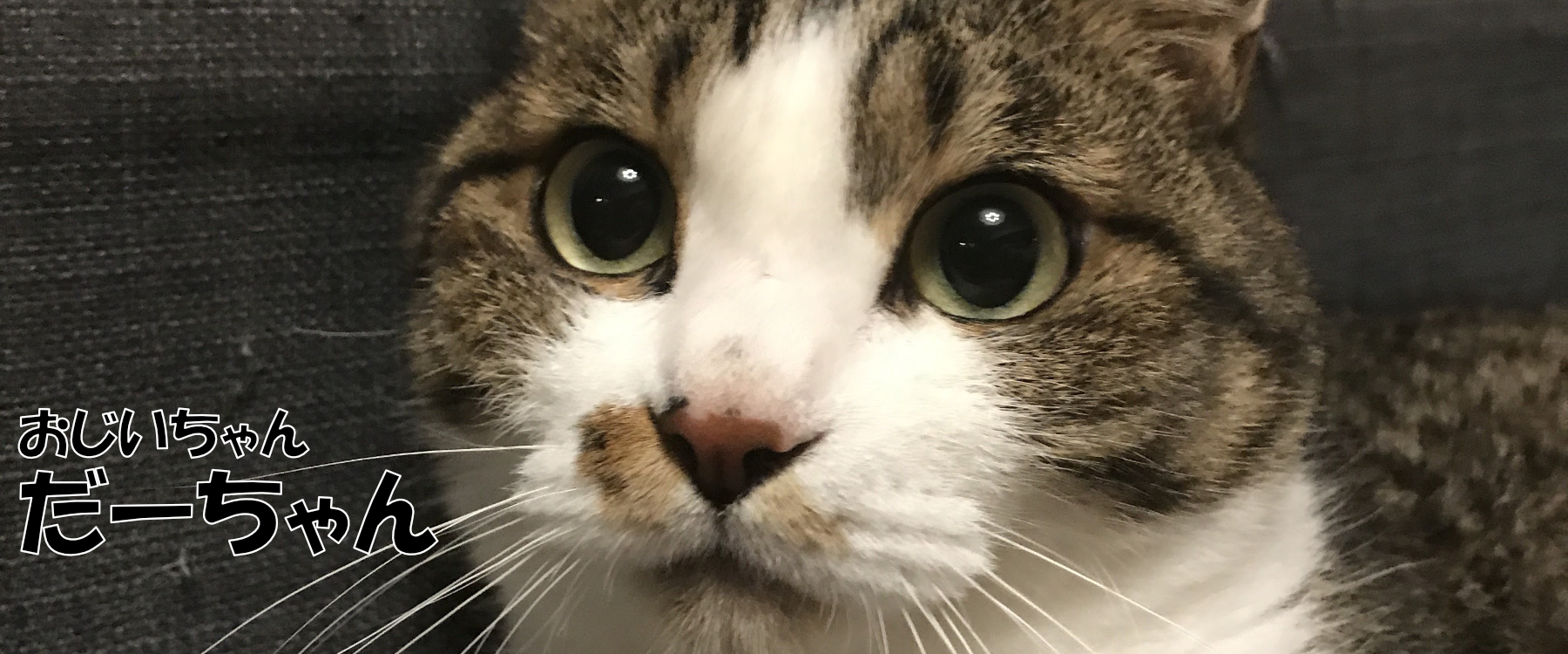 伊達