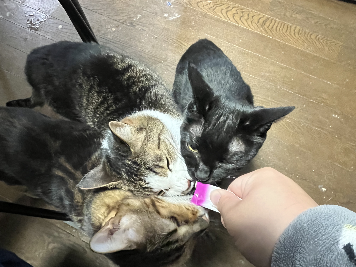 おじいちゃん登場