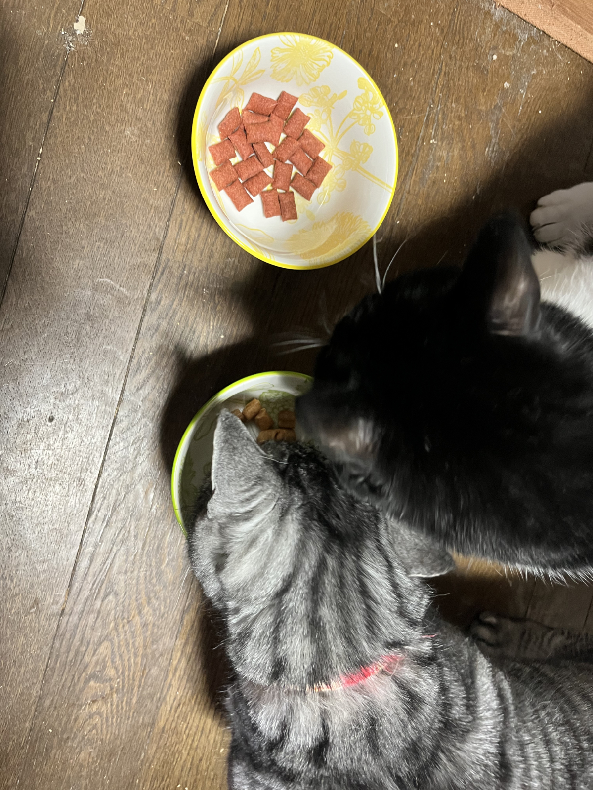 初動はちゅーるビッツ