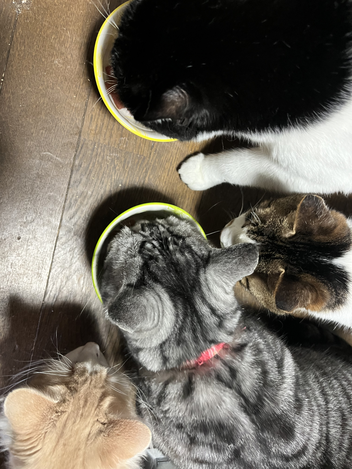 女子は謎ビッツ