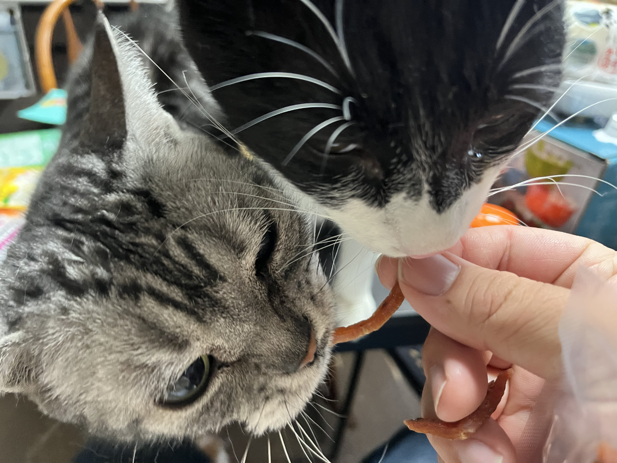 うーちゃんとむーさんの奪い合い