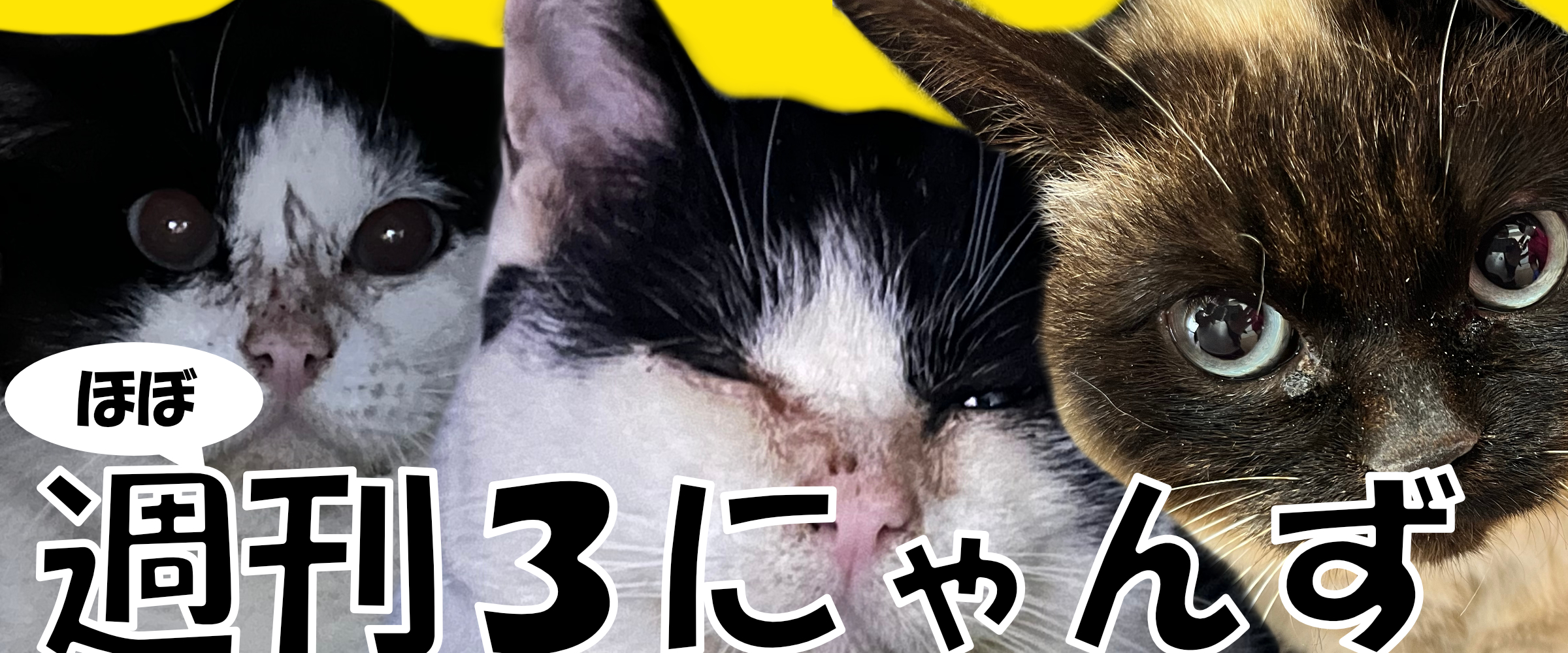 3にゃんずの新生活