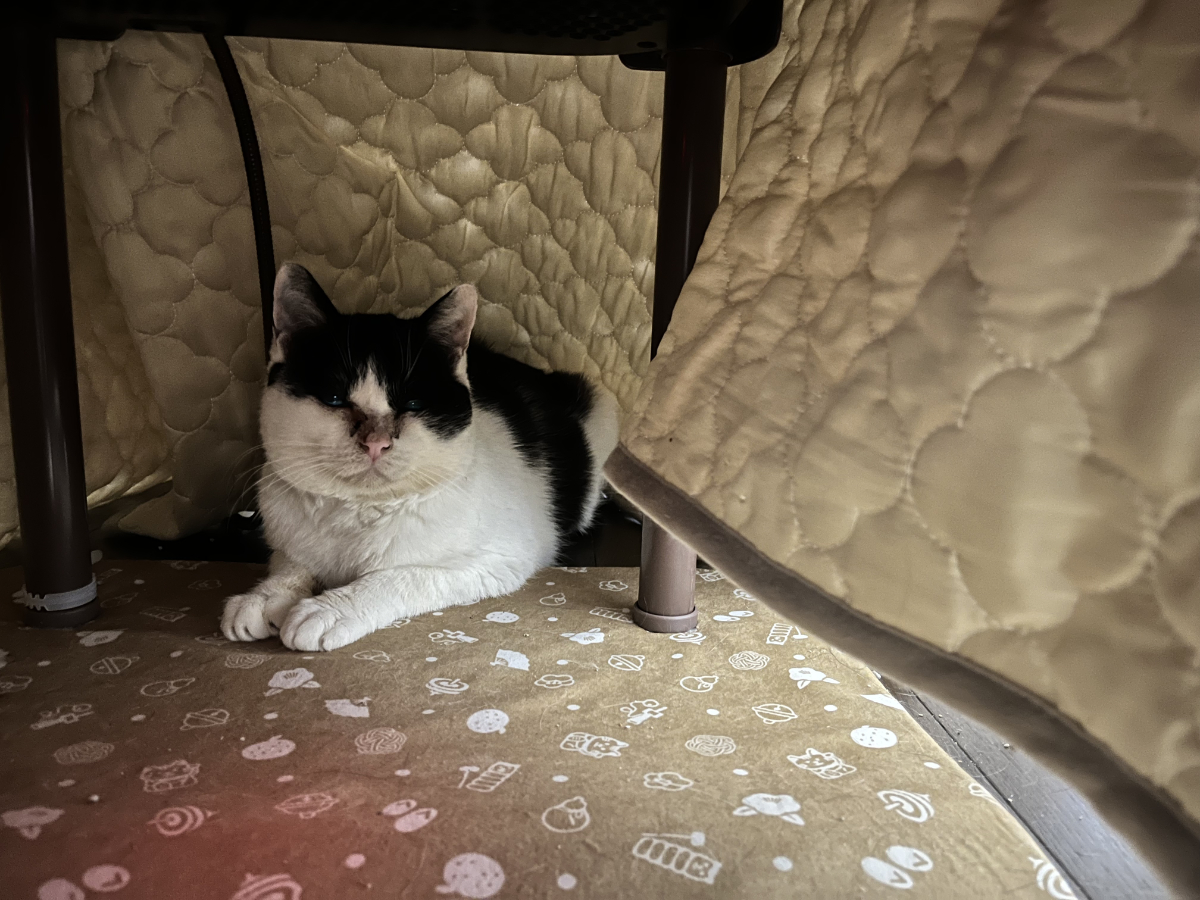 ふくいちがこたつに