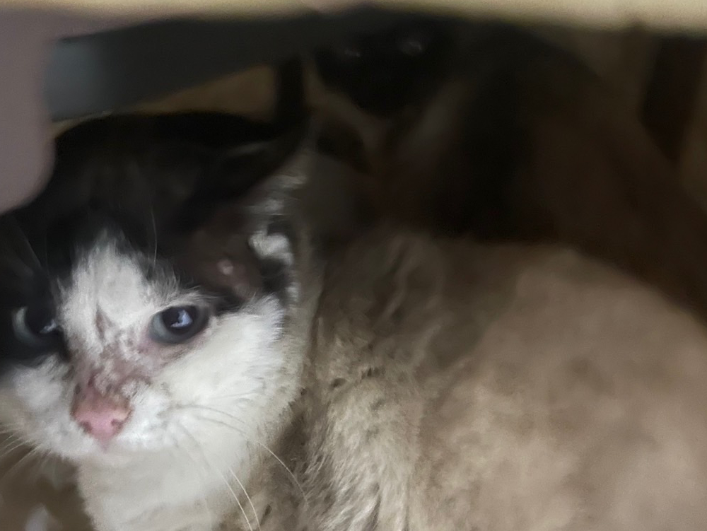 みんなでこたつ