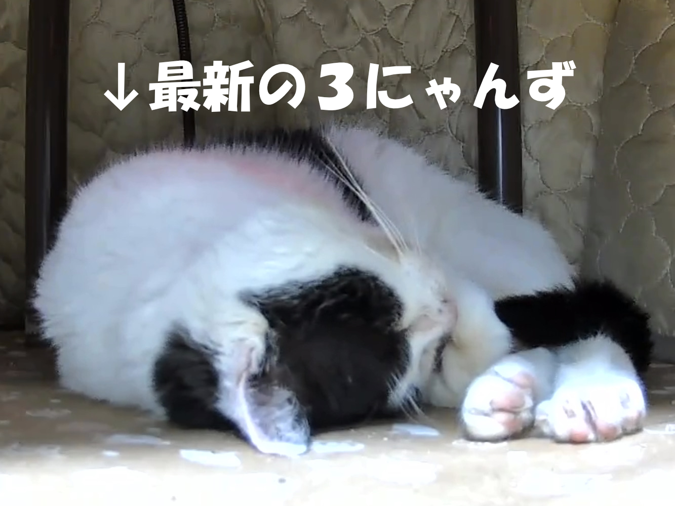 Xでの3にゃんず投稿
