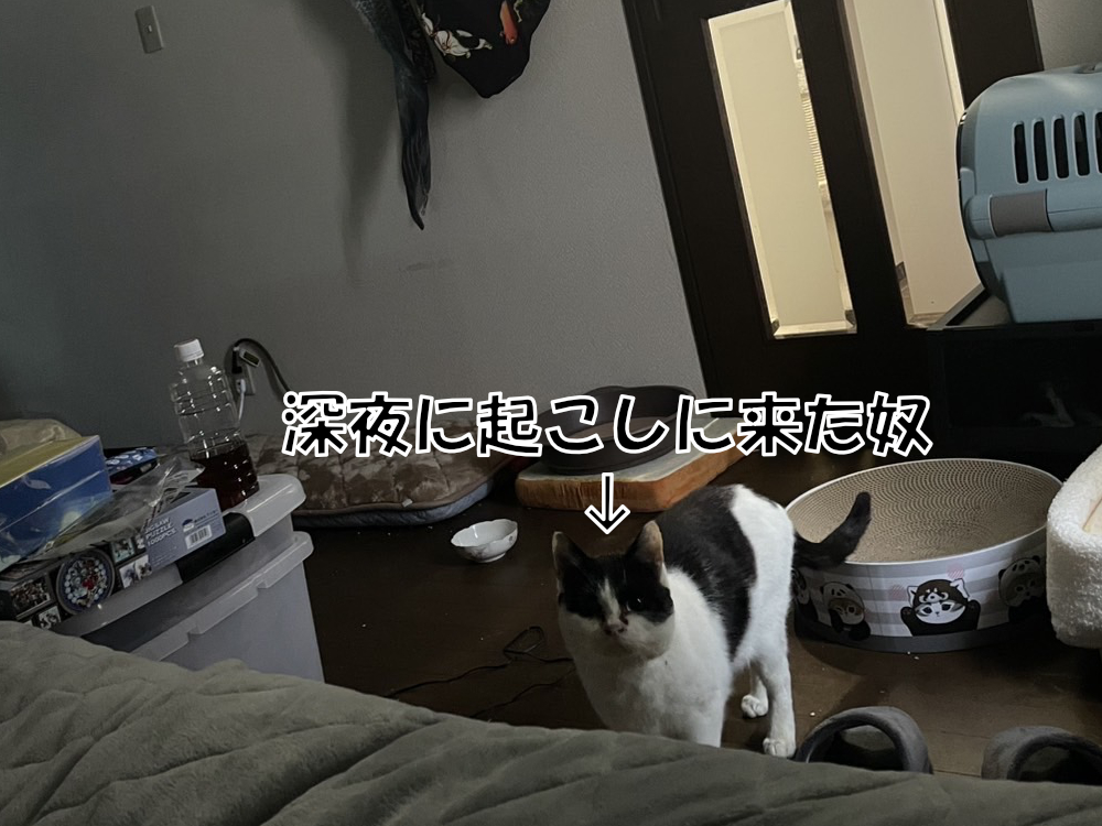 にゃんにゃん鳴く