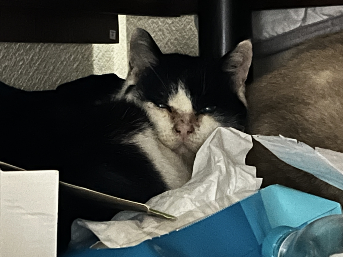 不安そうなふくいち