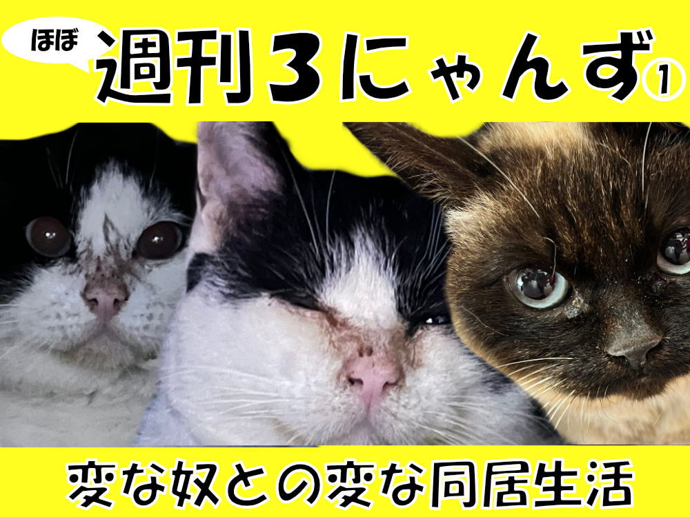 ほぼ週刊３にゃんず1 変な奴との変な同居生活