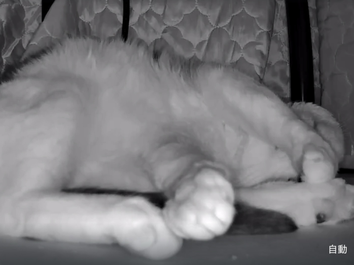 ベッドの下にいる薫ちゃんとたぬこ