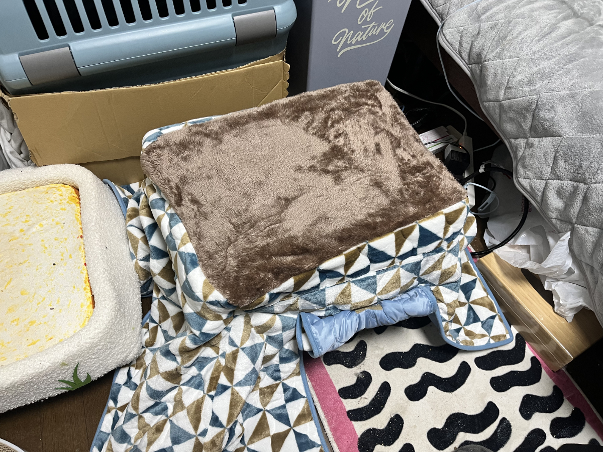 こたつを独占するふくいち