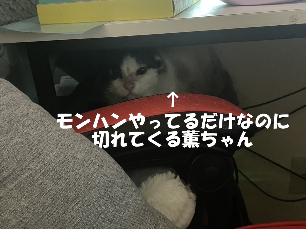 弟の部屋での３にゃんず