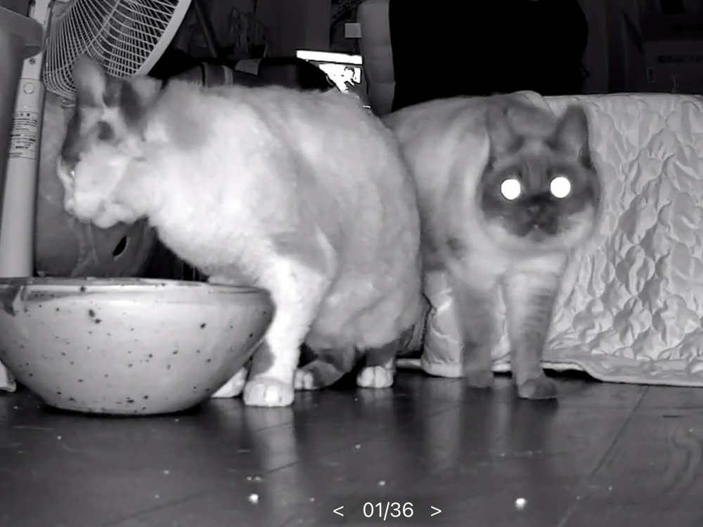 自由に動き回るふくいち