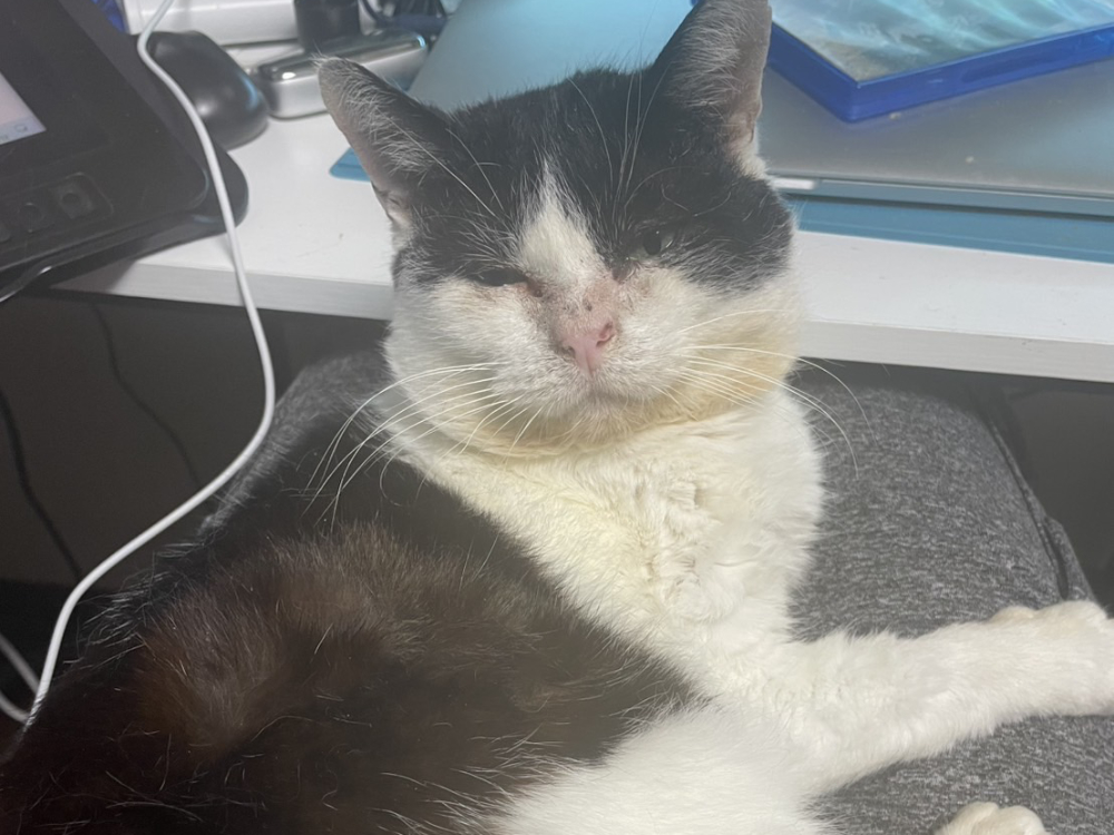 ほぼ週刊３にゃんず3 春だね、ふくいちの受難