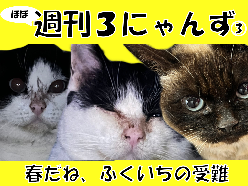 次回記事のサムネイル