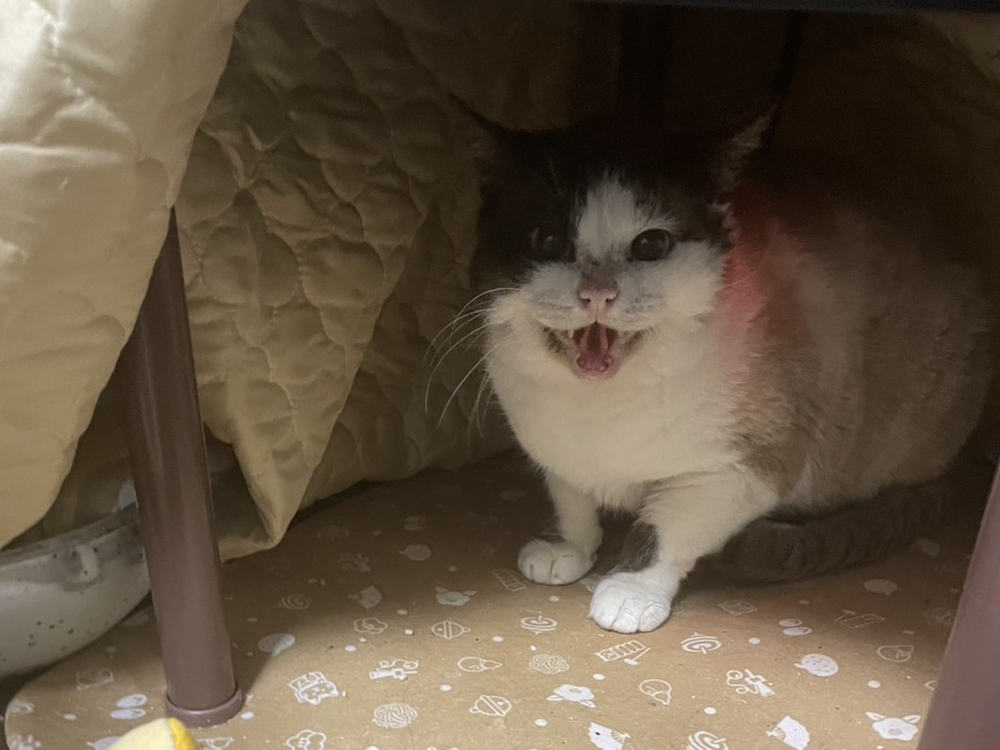 ３にゃんずのパワーバランス