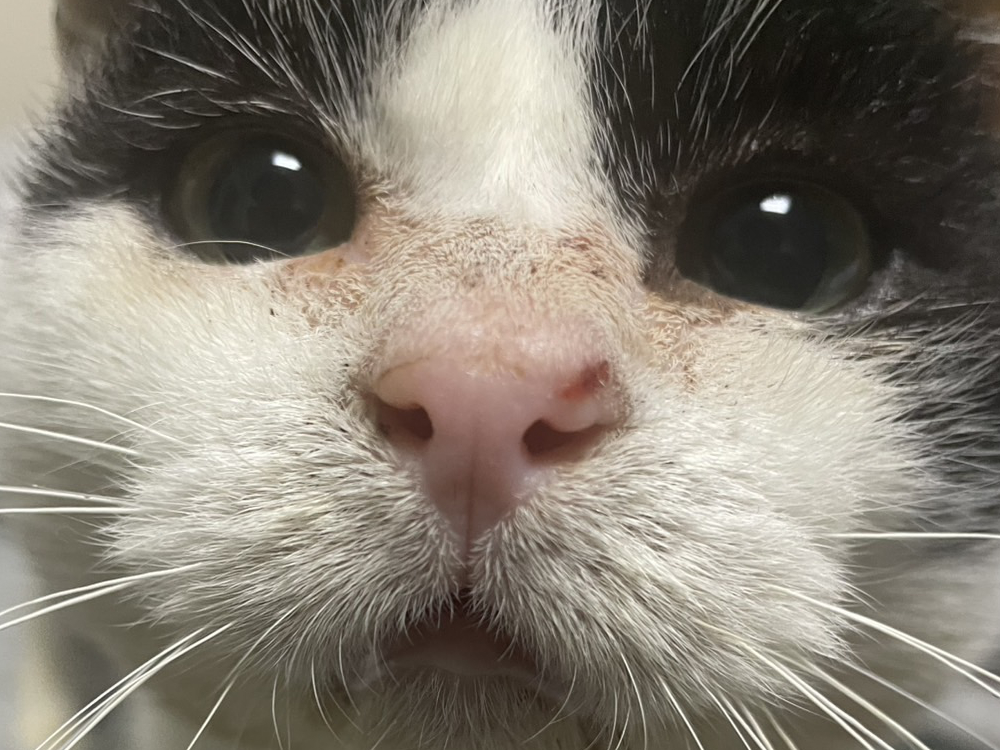 こたつでくつろぐふくいち