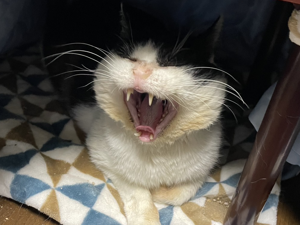 こたつが暑すぎる問題