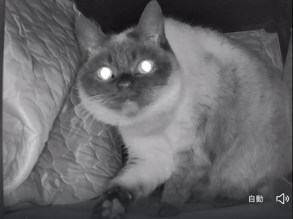 たぬことこたつシェア