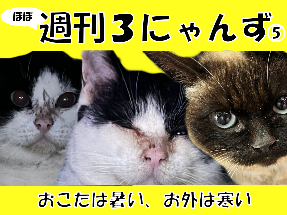 次回記事のサムネイル