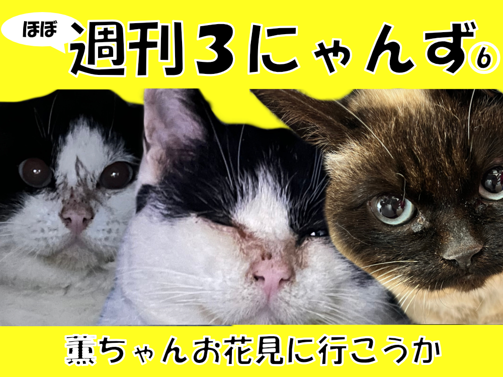 薫ちゃんお花見