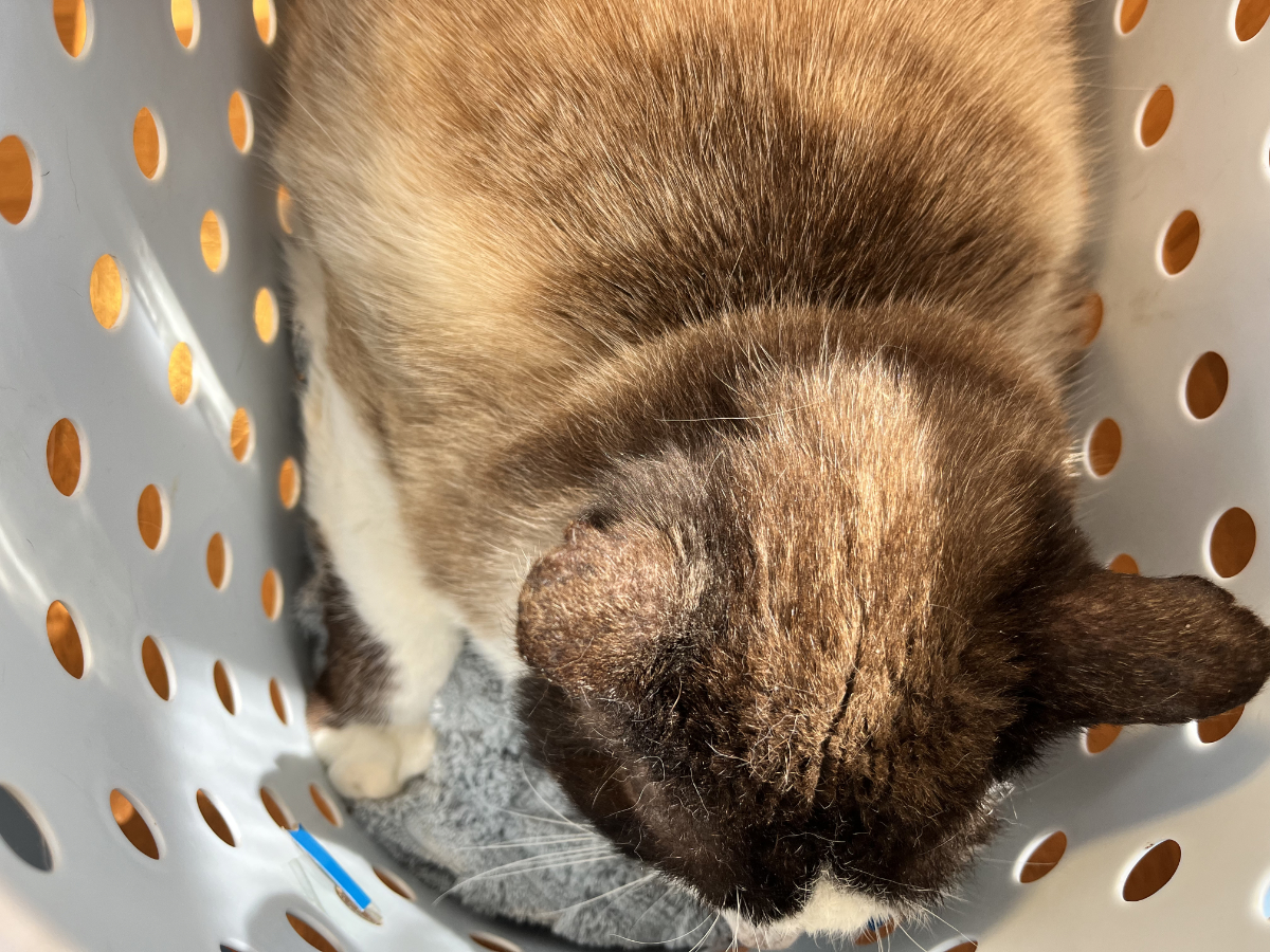 病院に連れて行かれる薫ちゃん