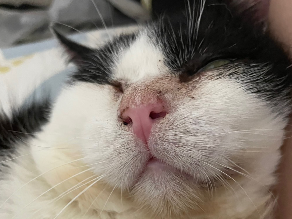 ストレスを感じる薫ちゃん