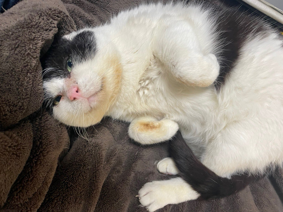 春の暑さに困惑する様子