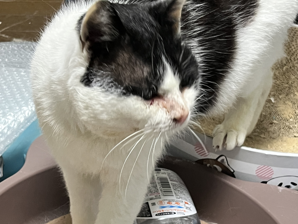 隣にやってきたふくいち