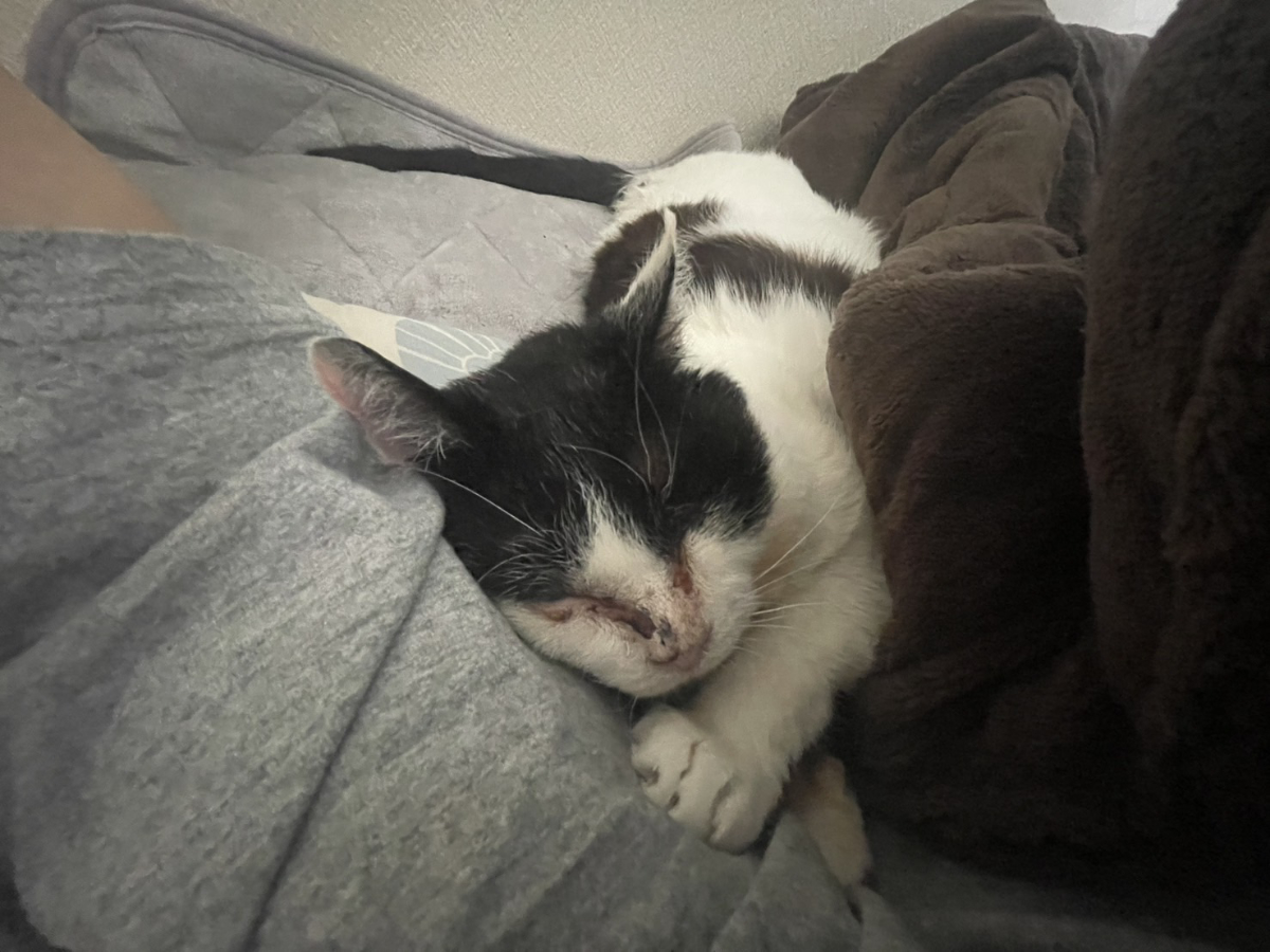 弟が一番のふくいち