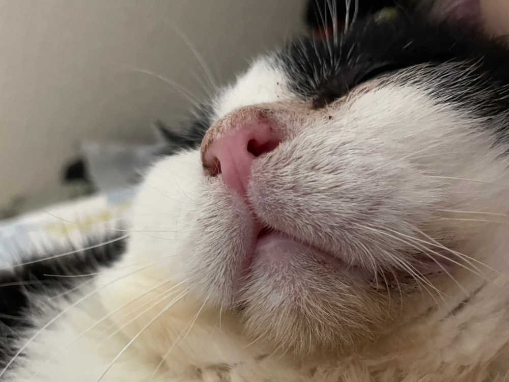 いつものふくいち