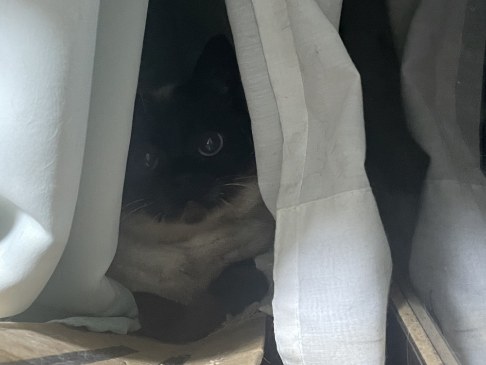 たぬこの新しい巣