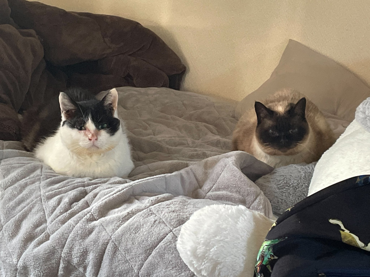 すみわけの完成