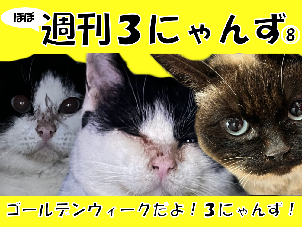 週刊３にゃんず8