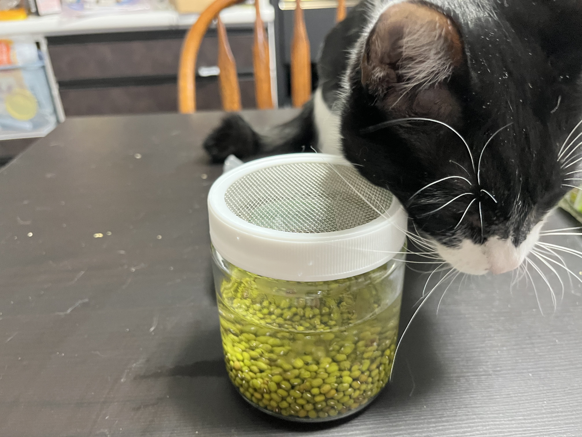 豆を水に浸ける