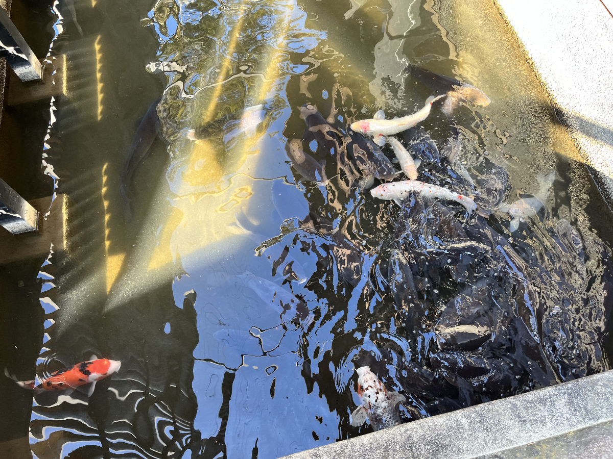 用水路の錦鯉